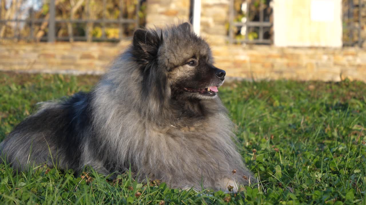 hermoso perro keeshond yace en el prado y disfruta de la paz