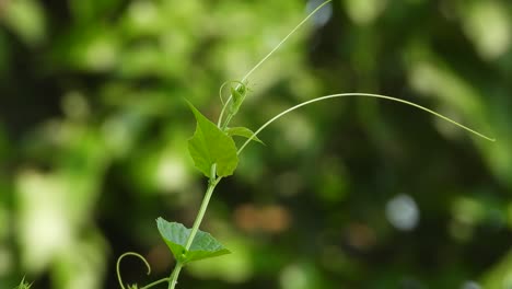 hoja de planta de calabaza de hiedra y verde