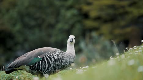 Upland-Goose-In-Tierra-del-Fuego-National-Park,-Ushuaia,-Patagonia,-Argentina---Close-Up