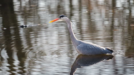 Grey-heron-foraging-for-fish-walking-in-shallow-pond-water---tracking-shot