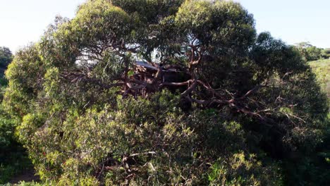 hand-made wooden house perched on a tree with dense foliage. aerial close-up shot