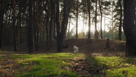 Süße-Frau-Spaziert-Im-Herbstwald-Zwischen-Hohen-Kiefern.-Die-Sonne-Beleuchtet-Die-Landschaft-Wunderschön