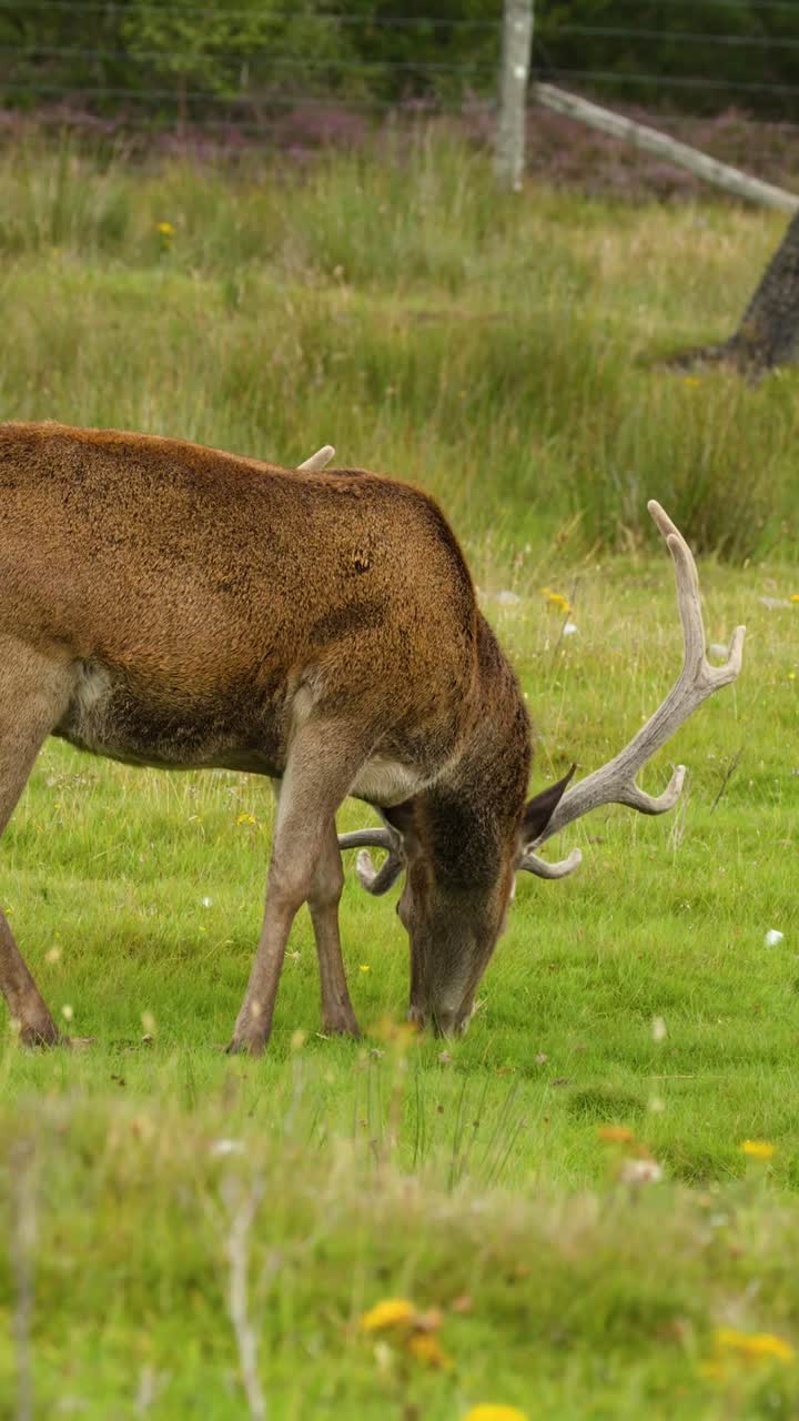 Un maestoso cervo rosso dalle grandi corna pascola pacificamente in un verde campo delle Highlands.