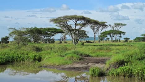 African-Scenery-of-Acacia-Tree-Landscape-in-Africa,-Lush-Green-Greenery-and-Drinking-Hole-Lake-Water-in-Ngorongoro-Conservation-Area-in-Ndutu-National-Park-in-Tanzania-on-Safari-with-Clear-Blue-Sky