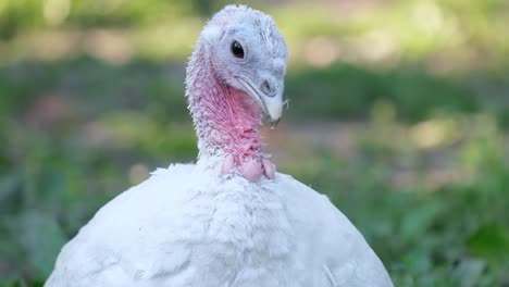 white turkey sitting on the green grass poultry farming on an agricultural farm bird farm a turkey with white feathers and a red beak sits in the green grass