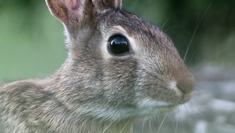 A-wild-cottontail-rabbit-observing-the-world-and-ready-to-flee-at-the-first-hint-of-danger