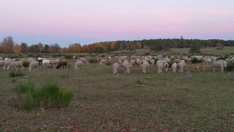 rebaño mixto de ovejas y cabras durante la puesta de sol en un prado aéreo abierto con árboles de otoño en el fondo