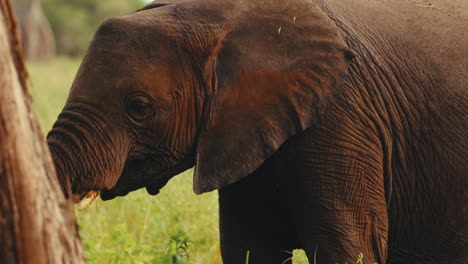young elephant in the savanna