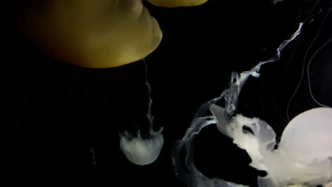 jellyfish - chrysaora chinensis - beautiful white jellyfish at kamon aquarium, japan