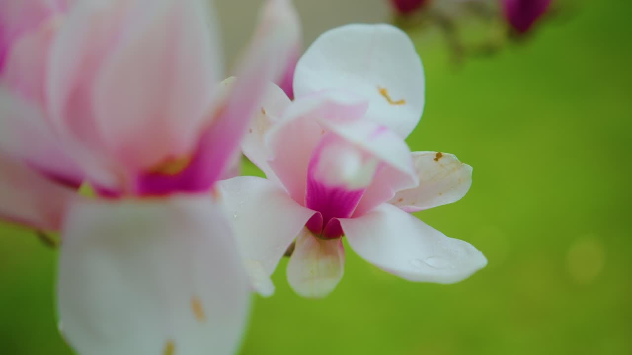 Close-up of Pink Magnolia Blossoms