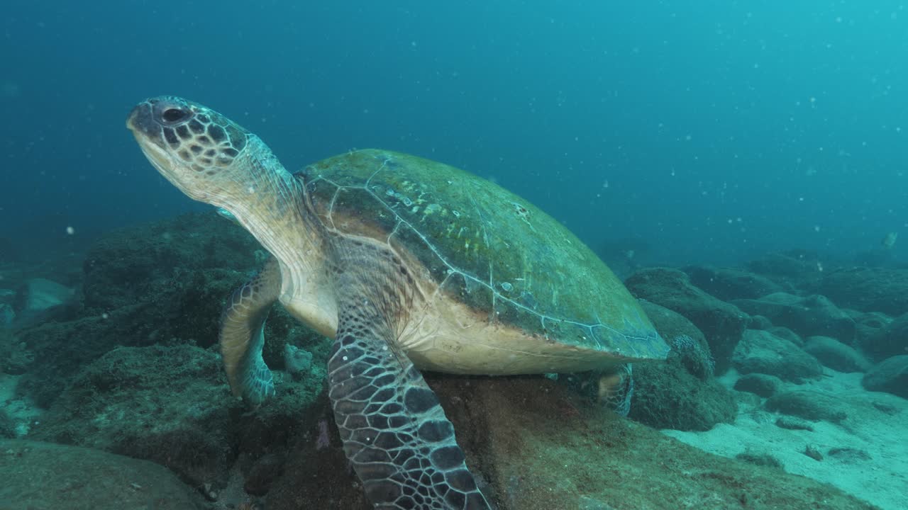 A large Green Sea Turtle balancing on a rock underwater in the clear blue tropical ocean. Close-up wide view