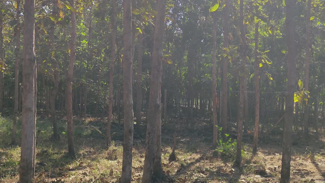 Tranquil view of forest with tall, slender trees standing under bright sun. Sunlight and shadow on forest floor, highlighting natural beauty of woodland during sunny day.