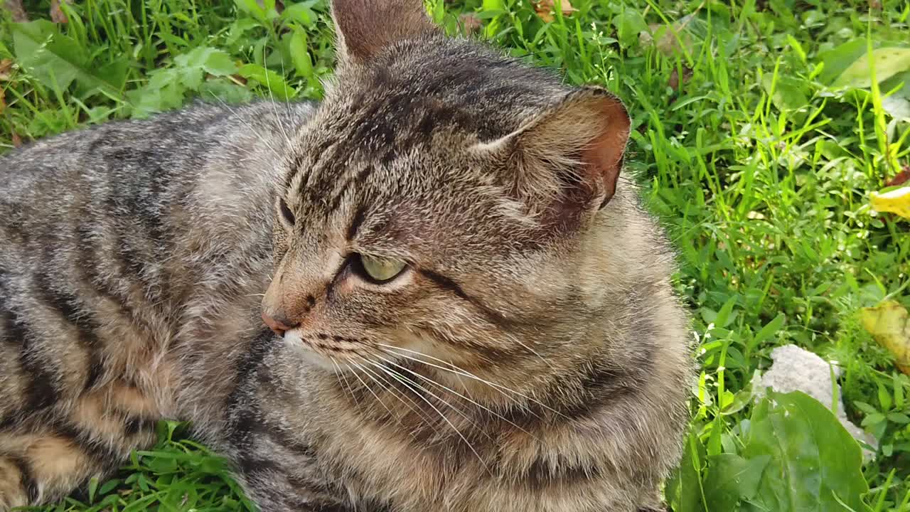 화창한 날 푸른 풀밭에 앉아 있는 성인 국내 고양이