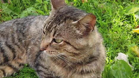 adult domestic cat sitting in the green grass on a sunny day