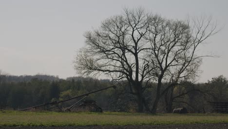 Wide-shot-of-an-old-farm-grain-auger-next-to-a-matured-tree-beside-a-farmers-field