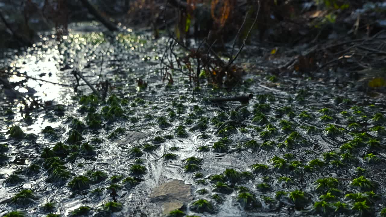 Close up footage slowly gliding and moving over green and brown moss, twigs and foliage frozen in ice during winter sunny day in a forest. The ice is reflective and it appears to be a ditch or river.