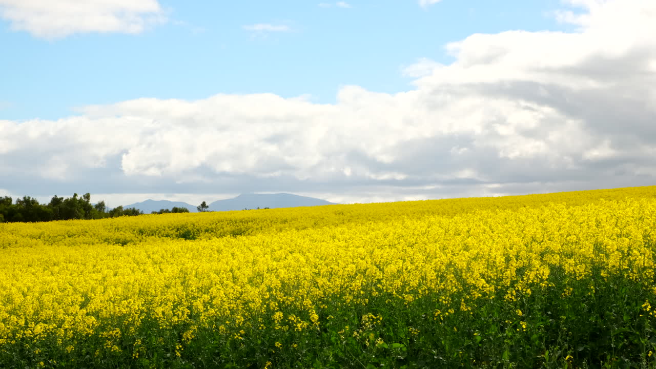 Bright yellow canola field in Overberg in bloom swaying in breeze on sunny day