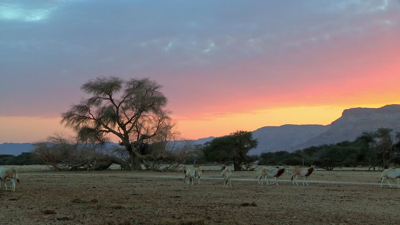 Herd of Scimitar Oryx in captive-breeding program in Israel. herd grazing at sunset.
