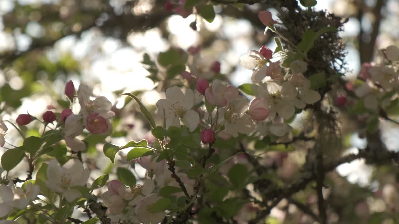 Lushy white crab apple tree in bloom during early spring in slow motion in Vosges France