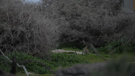 Rabbit-darting-into-Burrow-in-Australia