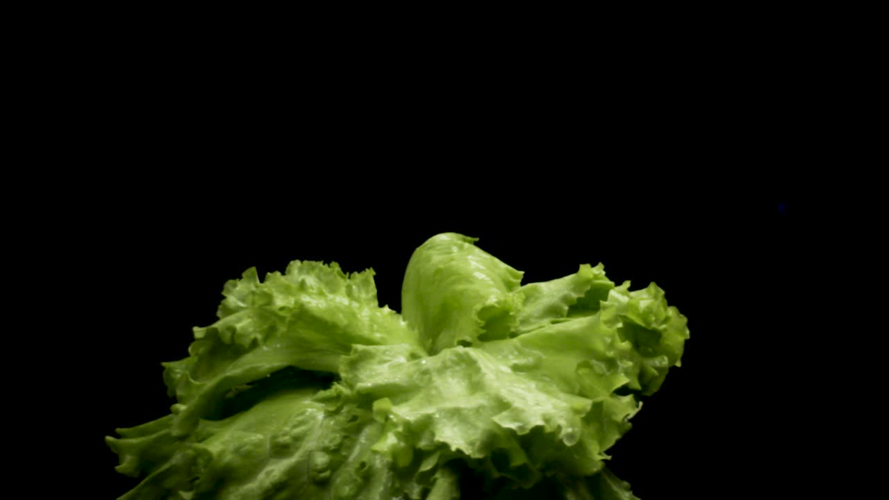 lechuga fresca