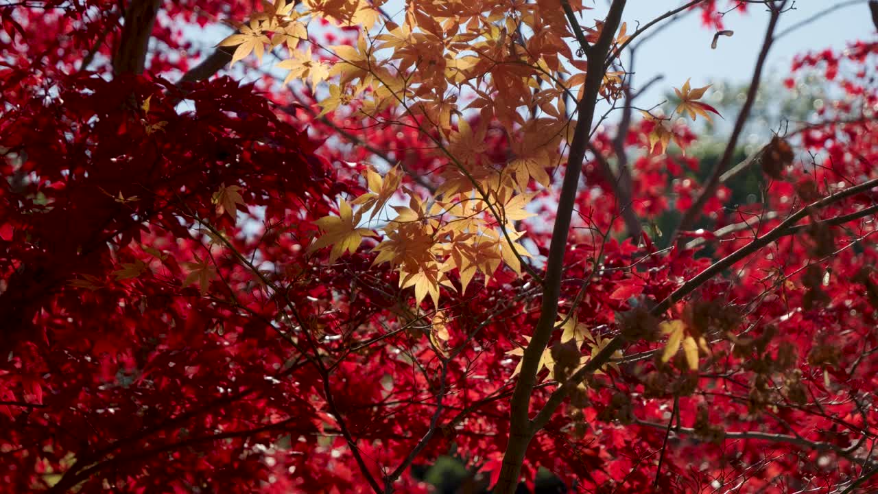 화려한 빨간색과 노란색으로 생동감 넘치는 가을 색을 담은 화려한 클로즈업