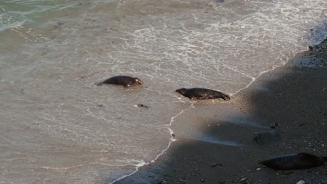 dos jóvenes focas se encuentran en la costa de cornualles, reino unido.