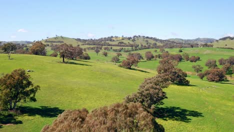 exuberante vegetación verde en terreno montañoso en un día soleado en australia