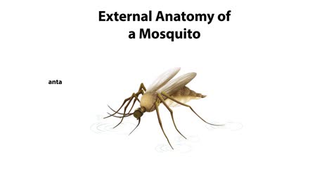 ilustración de las características anatómicas externas del mosquito