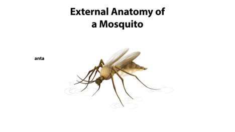 illustration of mosquito's external anatomical features