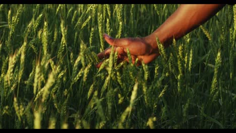 mano en un campo de trigo