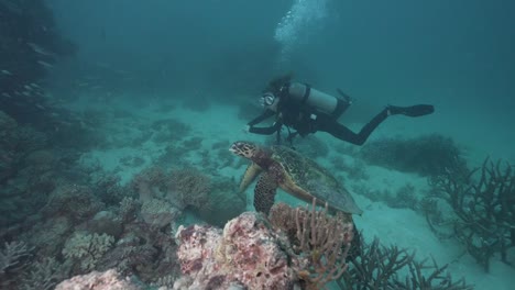 female scuba diver and turtle on coral reef