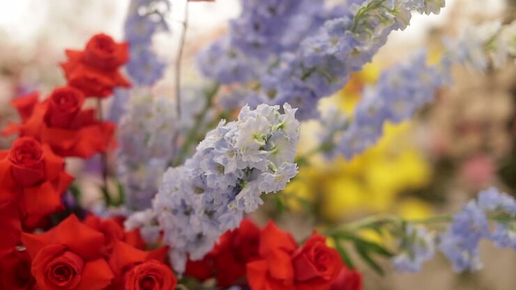 Bouquet di lavanda e rose rosse, ripresa panoramica ravvicinata.