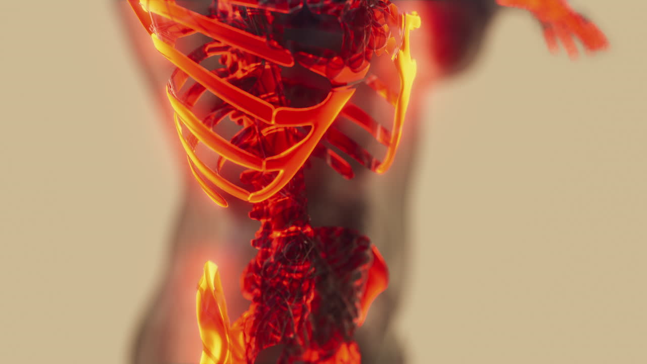 huesos del esqueleto humano ilustrados visibles