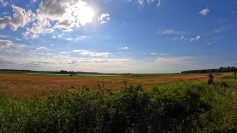 time lapse green-yellow meadow on a bright summer day with sunshine