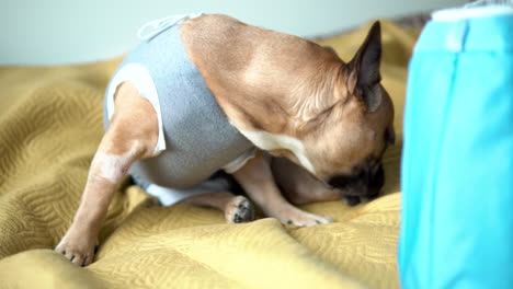 Adorable-French-Bulldog-Licking-And-Cleaning-Its-Paw---close-up