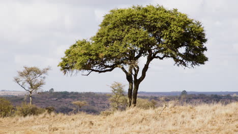 Teleobjetivo-De-Mano-De-Un-árbol-De-Acacia-En-La-Sabana-Africana-Seca-En-Kenia