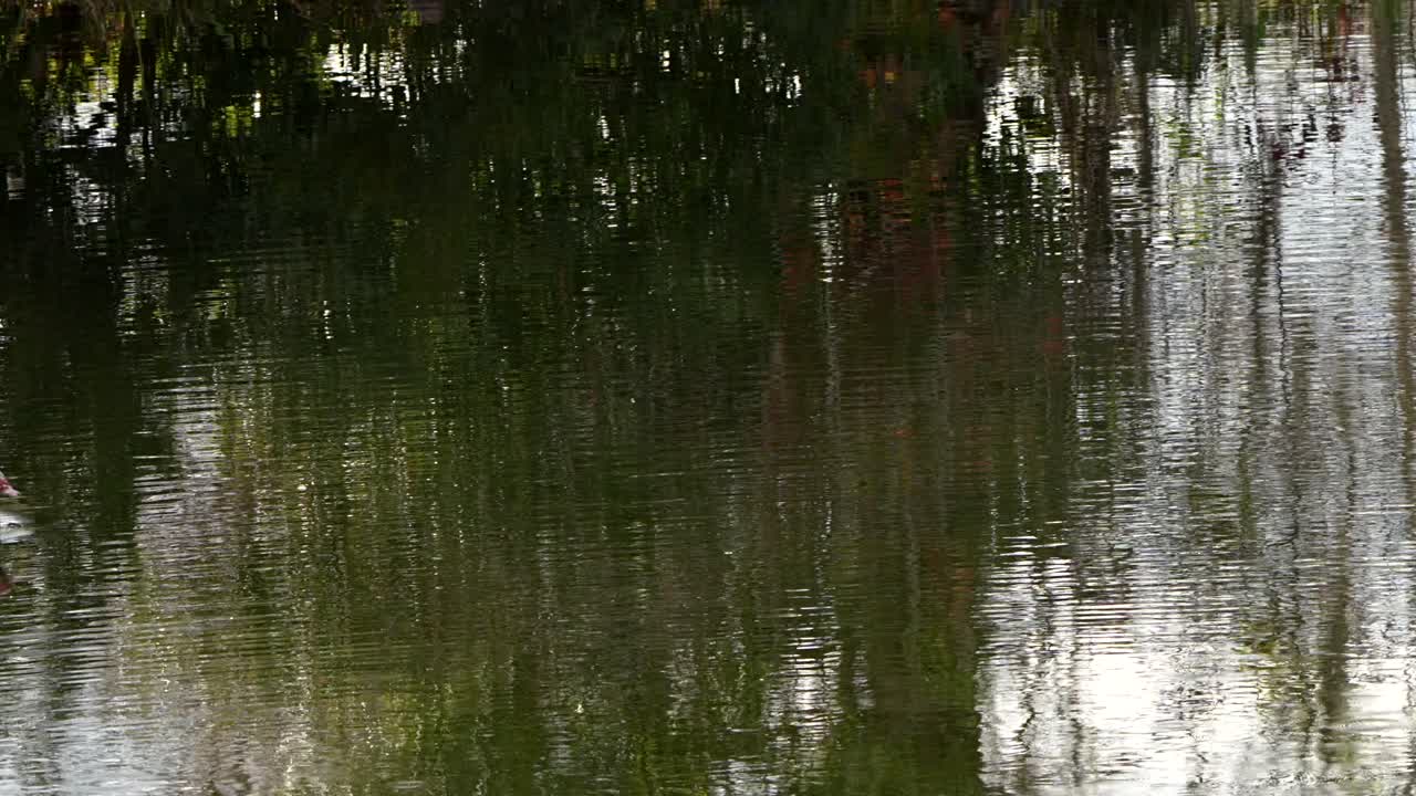 Un canard de Barbarie nage et s’envole