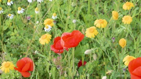 Blumen-Auf-Einer-Bunten-Wiese