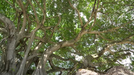 A-graceful-shot-captures-an-inverted-tree,-providing-a-stunning-view-of-the-lush-green-canopy-above