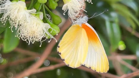 farfalla gialla che si nutre di nettare