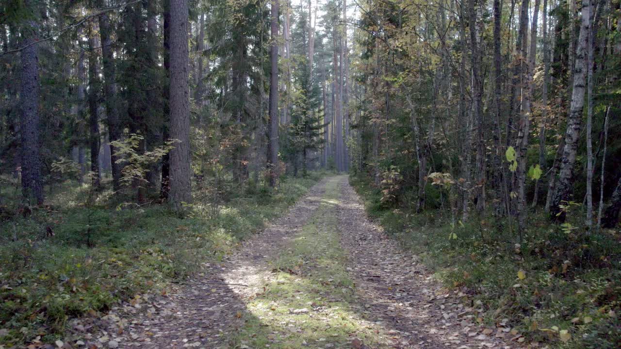 마법의 은 숲길에서 뒤로 떠나는 동안 태양은 나무 뒤에서 어보고 있습니다.