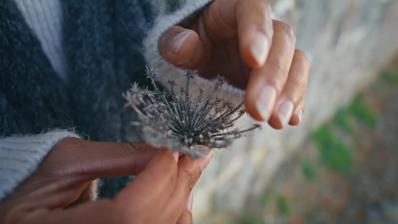 Lady fingers holding flower at nature closeup. Woman touching tender dry plant
