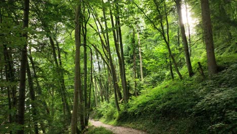 Vista-Panorámica-De-Un-Bosque-Denso-Con-Un-Sendero-Para-Caminatas-Que-Lo-Atraviesa,-Ubicado-En-Glarus,-Suiza,-Que-Encarna-El-Concepto-De-Tranquilidad-Y-Aventura-De-La-Naturaleza.