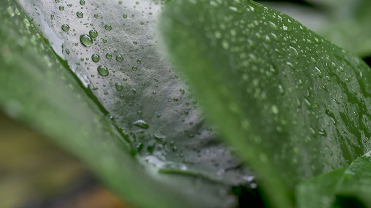 Rain water drop falling from leaf