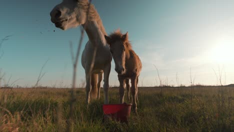 Slow-motion-low-dolly-shot-showing-a-mother-and-foal-eating-together-from-a-bucket