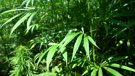 empuje la toma de la planta de cannabis o la hoja de cáñamo en un día soleado, disparada a 100 fps, cámara lenta
