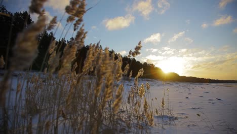 en las cañas frío viento de invierno cerca del mar