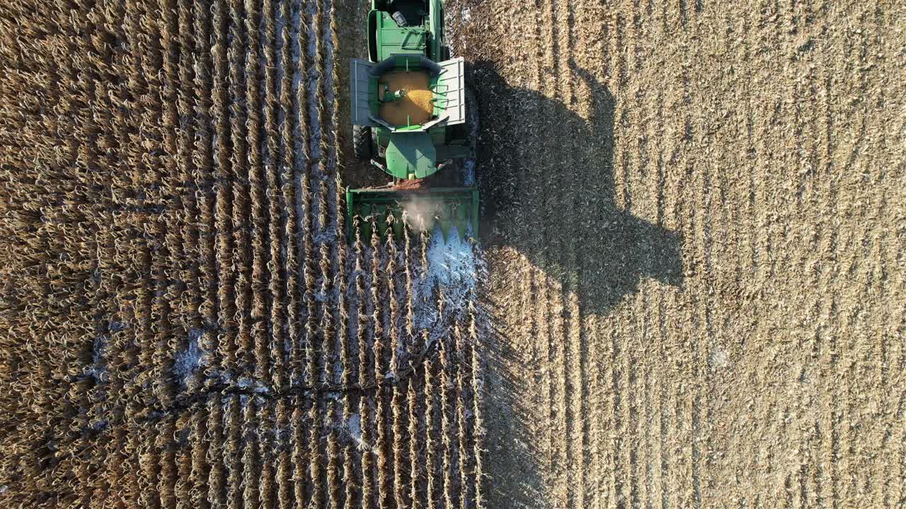 A novembre, un'azienda agricola nel Wisconsin nord-orientale trita e raccoglie il mais per l'insilato.