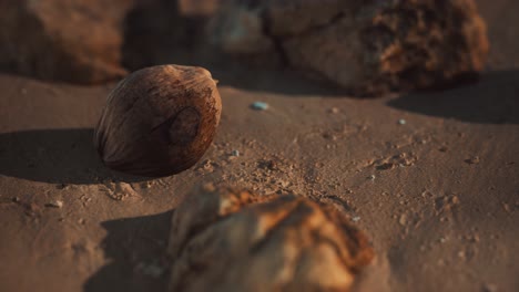 Braune-Kokosnuss-Auf-Dem-Strandsand